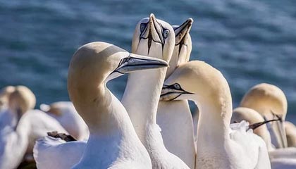 mk体育官网入口-李娜锁定胜局网球公开赛，李娜网球决赛