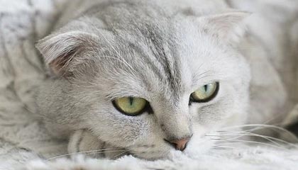 mk体育-国家男篮训练营加强体能和战术磨合，男篮 训练