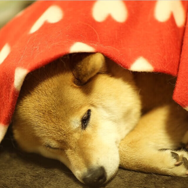 CBA联赛赞助商数量创新高 行业关注度上升,cba各大赞助商赞助金额