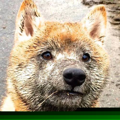 世界杯中国青年队爆冷 球迷反思战略布局,这场世界杯中国队