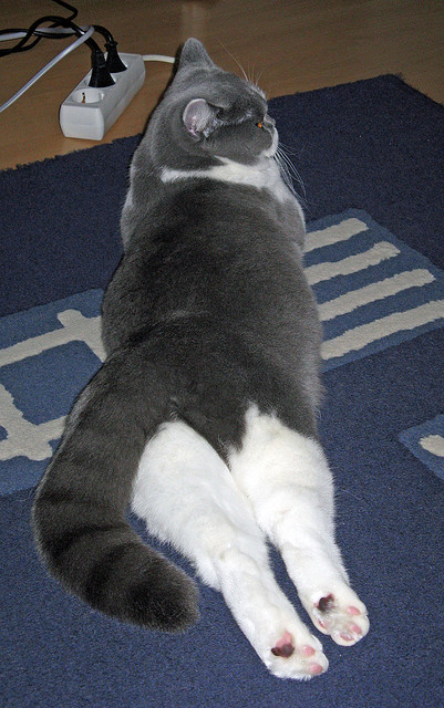 mk体育网址-国家队缺乏长期技战术发展规划