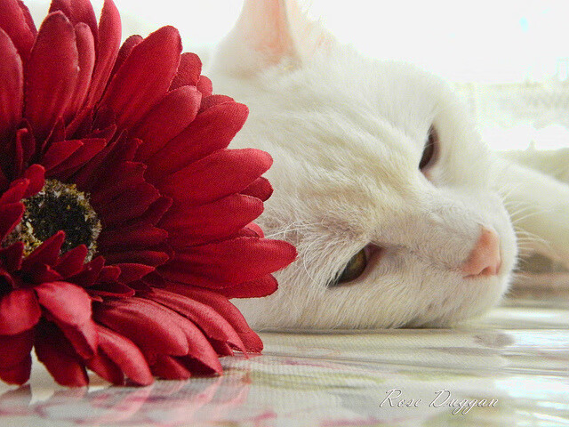 校园篮球数据统计是否具备训练反馈价值,篮球数据统计有哪些