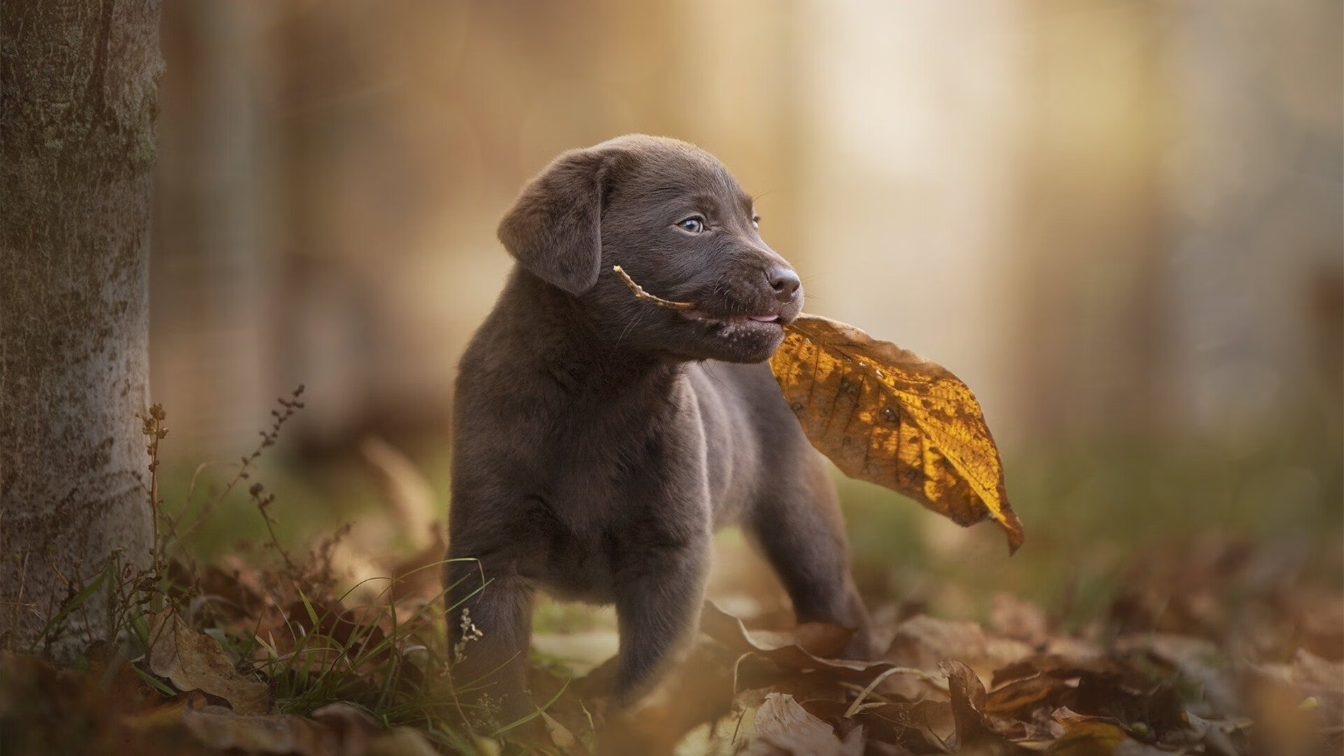 温网男单半决赛激战四小时 德约科维奇晋级决赛,温网男单半决赛直播2021