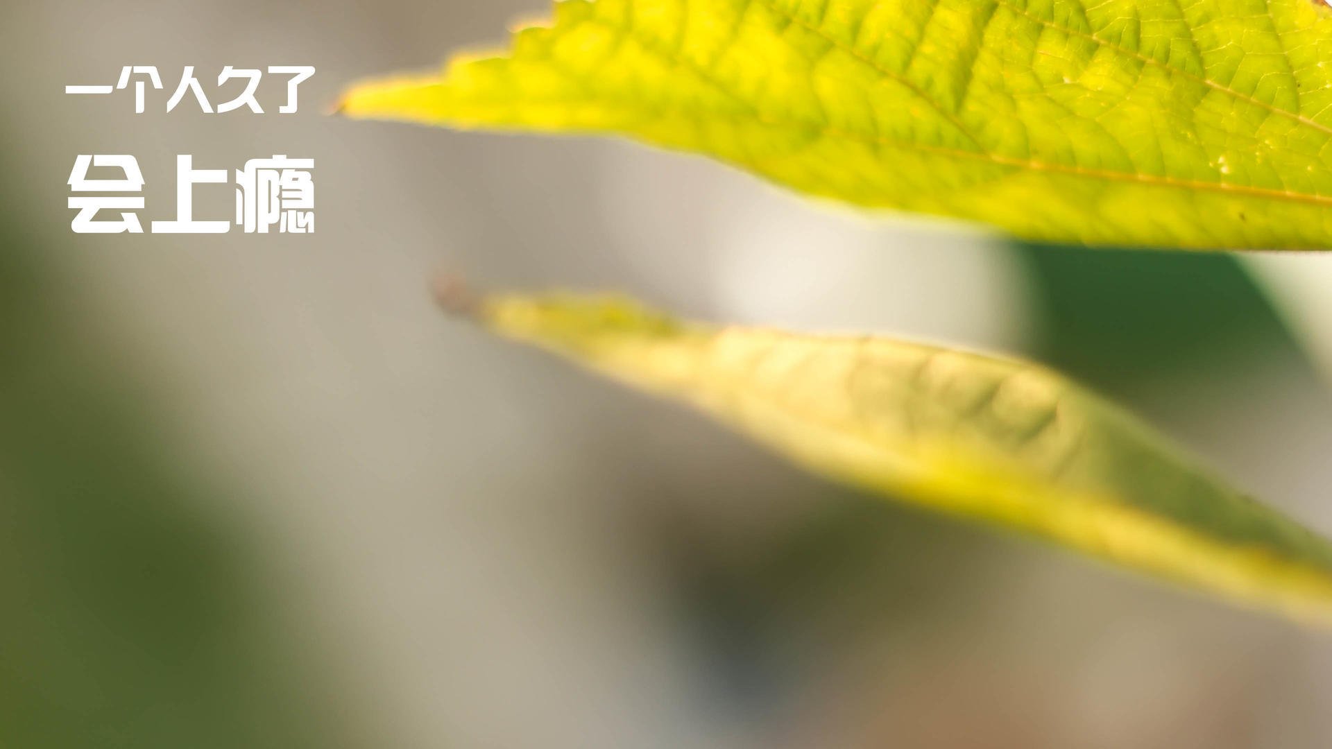 皇家贝蒂斯定位球战术带来持续威胁,皇家贝蒂斯转入球员