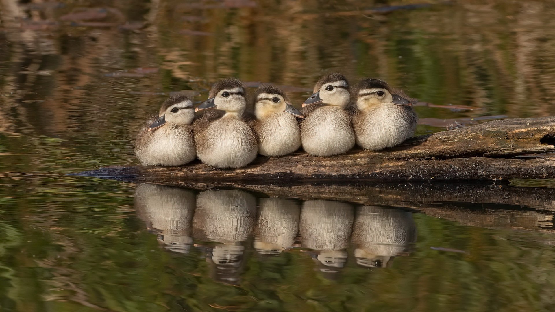 mk体育全站-美国女子接力蝉联世界冠军，美国女子接力犯规