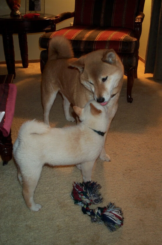 职业联赛人才培养机制不完善，职业联赛的要求