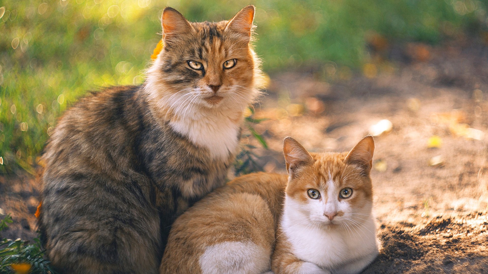 青少年射箭挑战赛首次加入夜场赛段,2020青少年射箭比赛