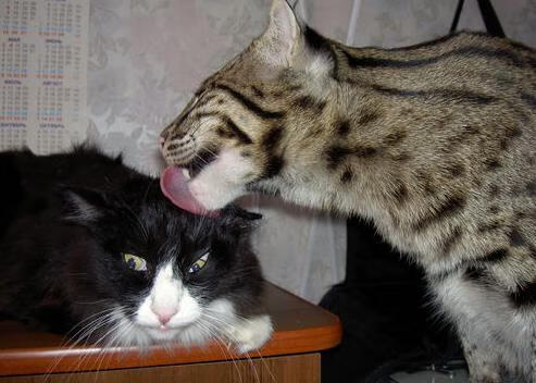 中国篮球推动职业球员媒体形象建设,当前中国篮球运动推进职业化