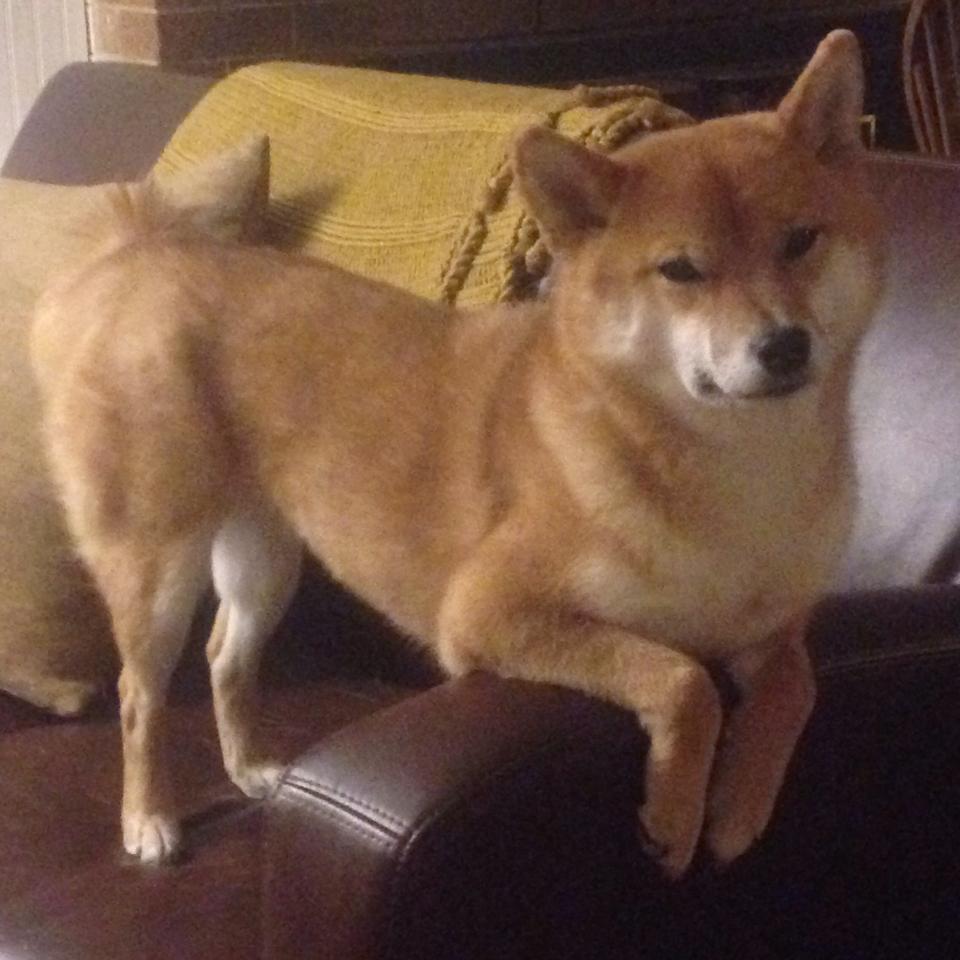 体育新闻中心发布少儿体育培训机构风险提示,体育新闻中心发布少儿体育培训机构风险提示