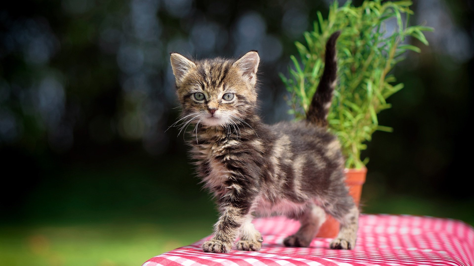mk体育下载-女子篮球国家队强化区域联防意识提高集体防守能力，女子篮球队训练方法