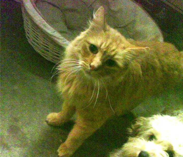 巴雷特:全黑队中流砥柱,他的比赛判断力帮助球队稳步前行,巴雷特十佳球