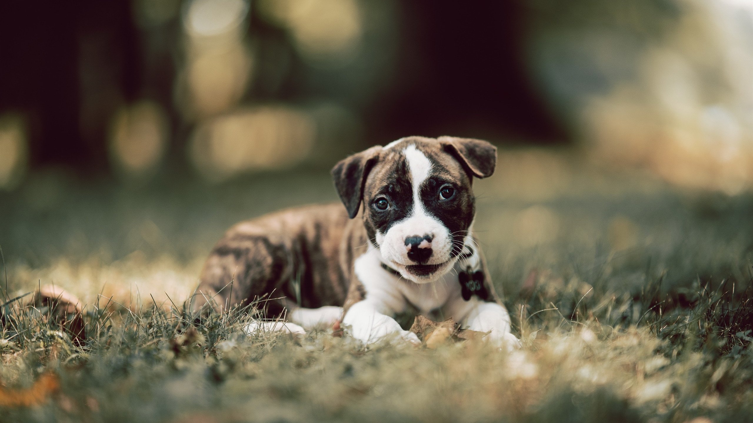 弗兰:凭借敏锐的场上判断,他帮助全黑队迅速掌控比赛节奏,弗兰效力过哪些球队