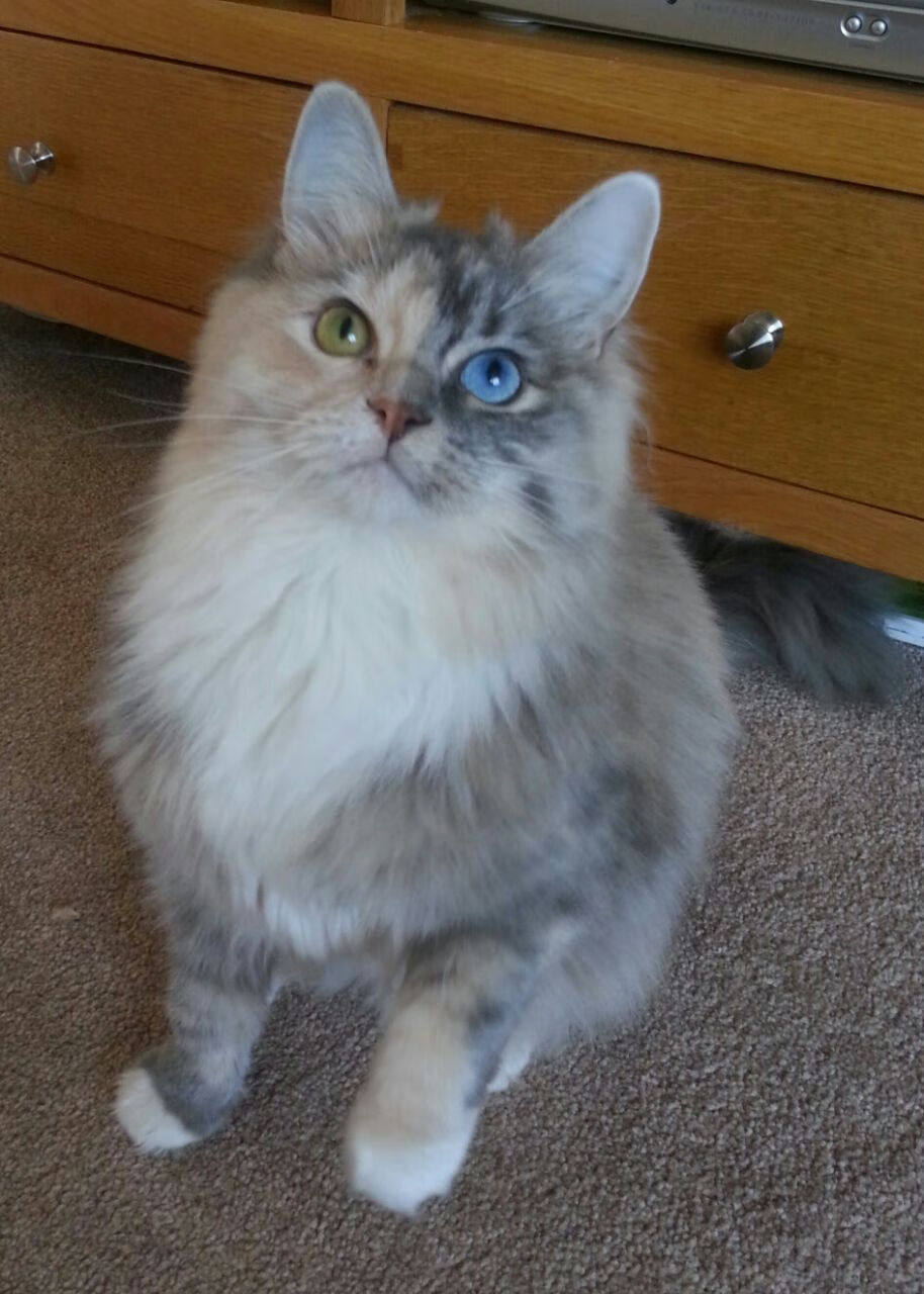 苏炳添为青少年田径赛事助阵，苏炳添少年记录