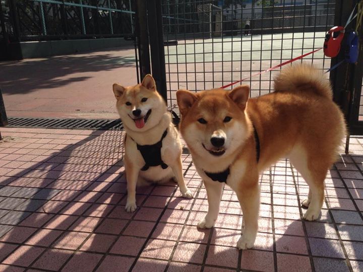 麦金托什女子800米自由泳决赛表现稳健，加拿大游泳运动员麦金托什