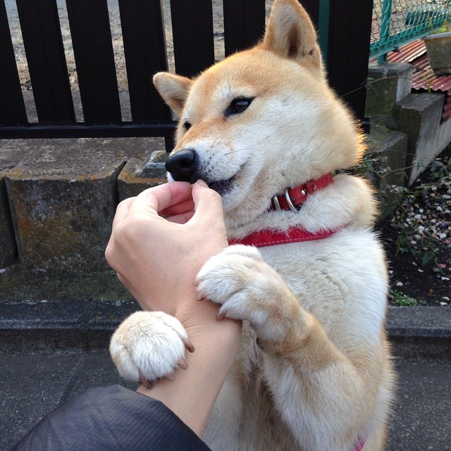 Saito 控制比赛节奏沉着冷静