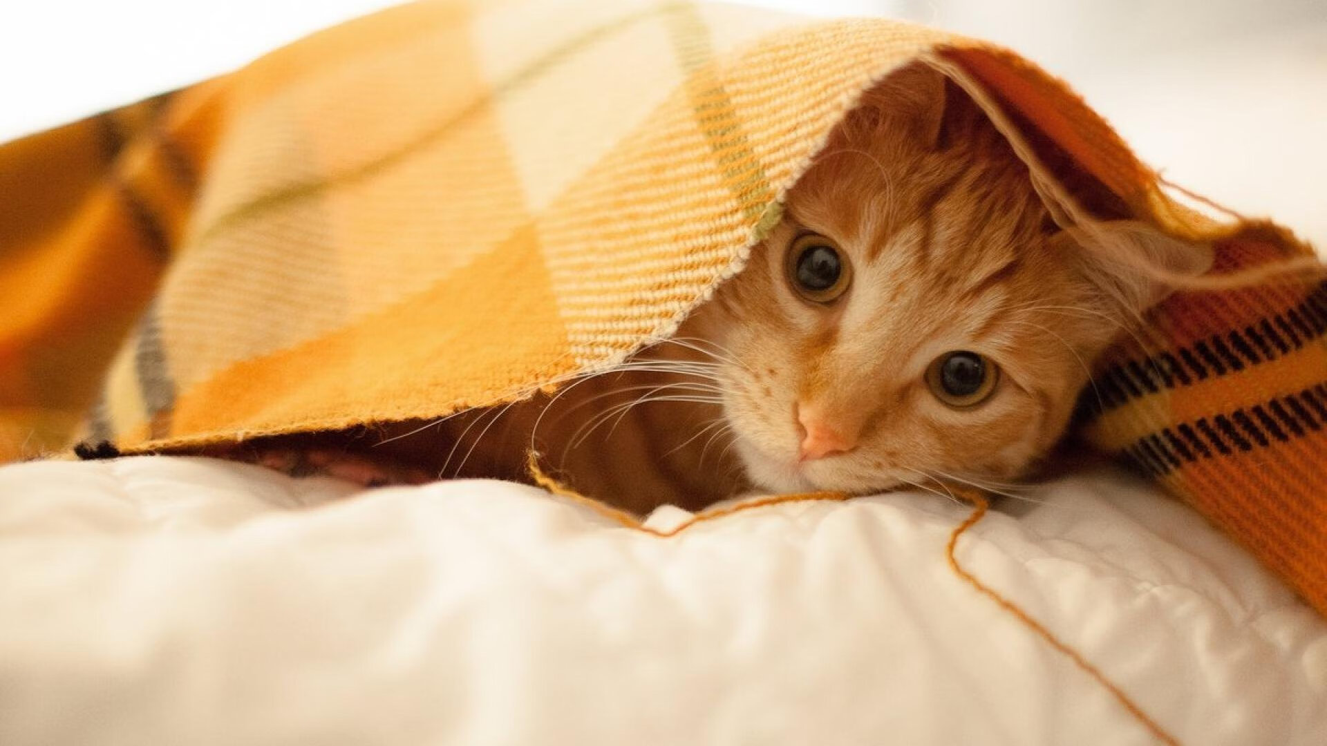 mk体育官网入口-上海成人民币国际化数字引擎核心枢纽，人民币数字货币 上海