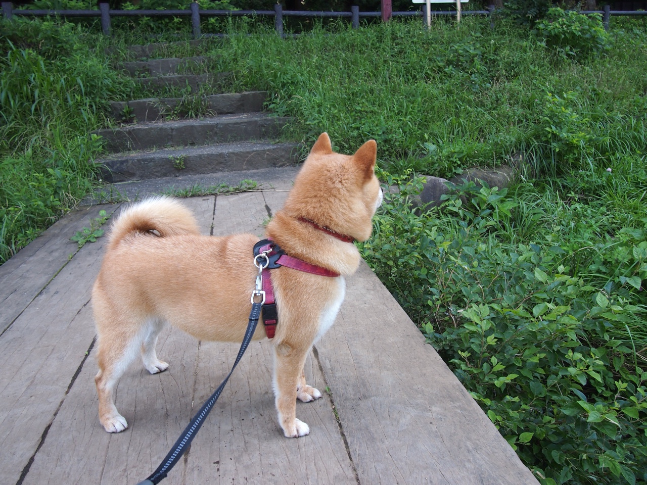 mk sport-世界锦标赛5名成绩延续稳定表现，世界锦标赛含金量